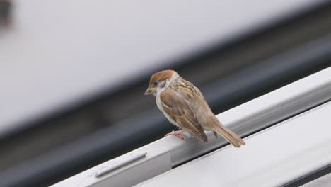 common eurasian tree sparrow perching on the rooftop on a summer day in tokyo, japan