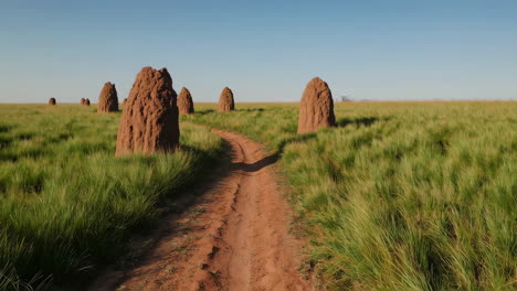 ant hills in a grassy field