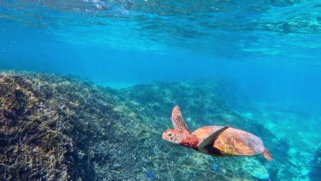 snorkeling with a sea turtle swimming under the tropical blue ocean