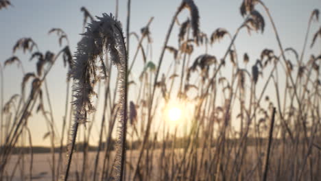 detail shot of frozen reed in winter season with sunshine and reeds in background