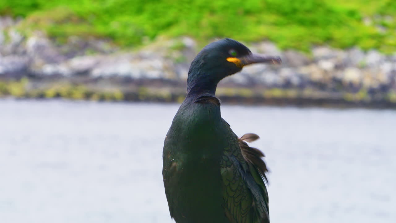 Medium shot, European shag (Gulosus aristotelis) stands on a coastal rock on Hornøya Island, northern Norway, gently preening its feathers. A moment of calm and grace in the pristine Arctic seascape
