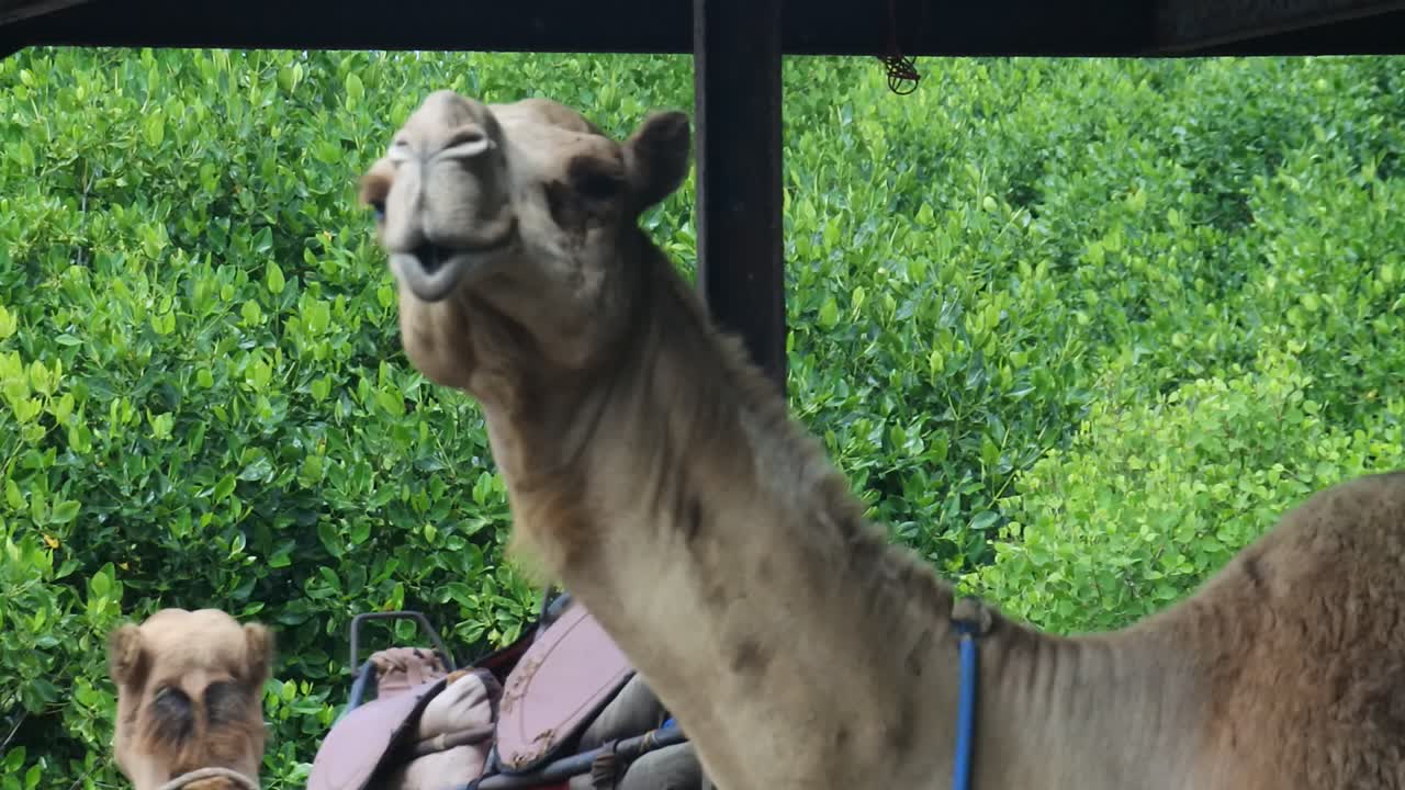 camellos en jaulas que se utilizan como medio de transporte para los turistas