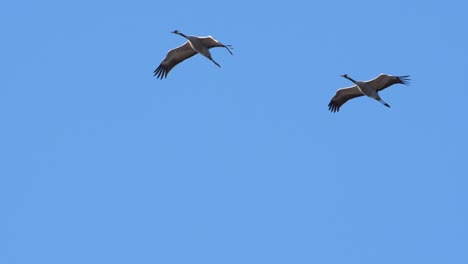 Pair-of-cranes-flying-overhead-in-slow-motion-close