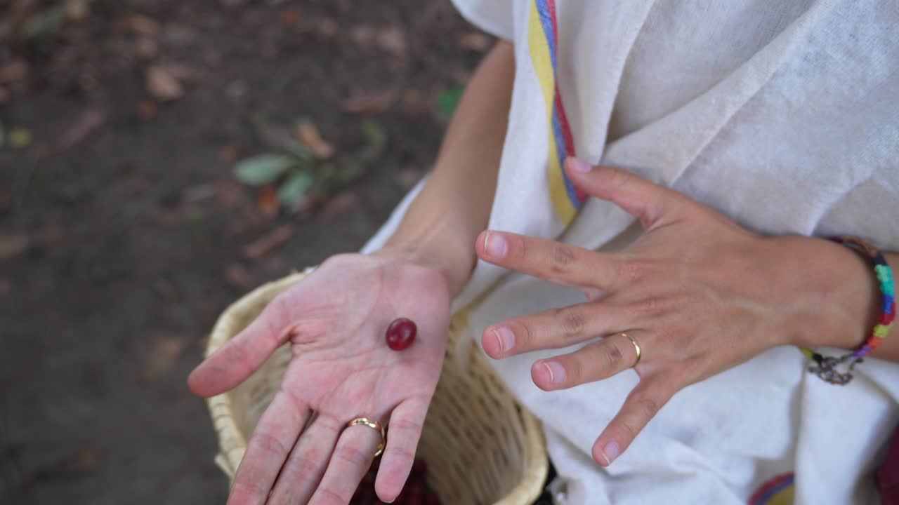 Robusta coffee beans selection process on the Colombia field harvest