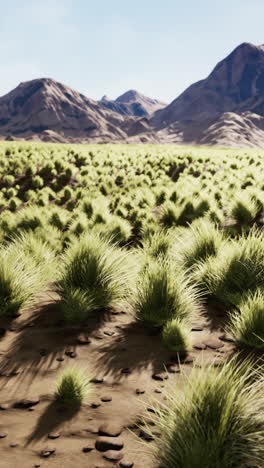 a wide shot of a grassy field with mountains in the background