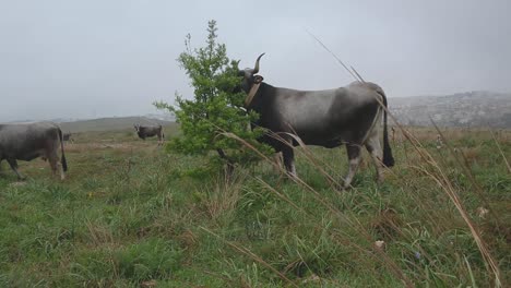 Gehörnte-Kuhherde-Weidet-Auf-Der-Frühlingswiese-Mit-Matera-Im-Hintergrund