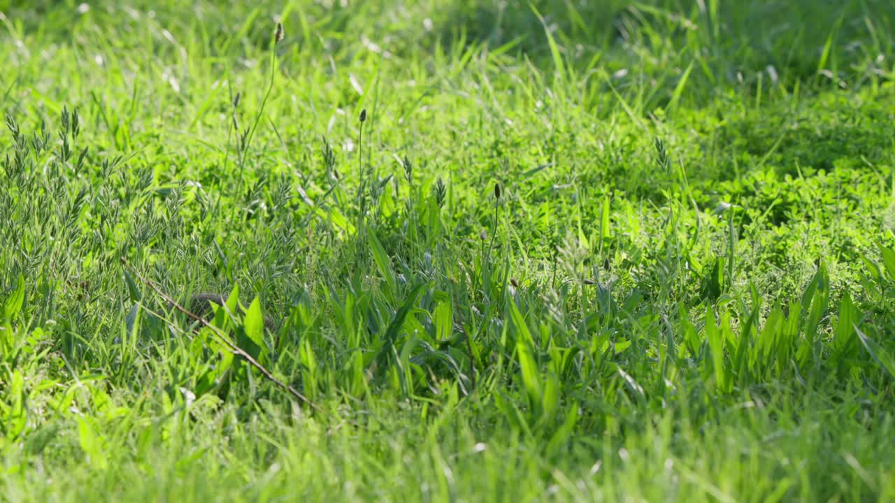 Criceto nell'erba alta parzialmente nascosto all'ombra, che si muove cautamente in avanti con la testa bassa per poi sollevarla. Un momento di fauna selvatica in un prato naturale, con luce diurna soffusa e atmosfera calma.
