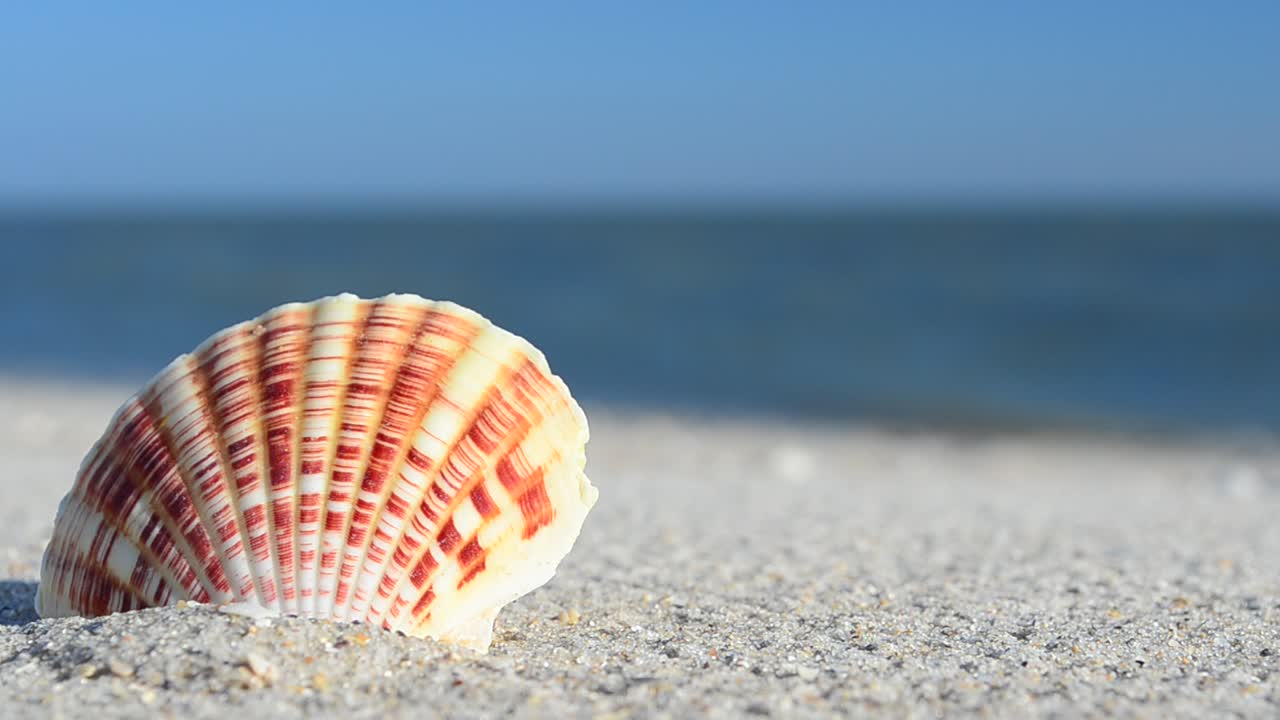 Cockleshells on sand against the background of waves. Shooting on the beach