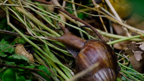 close up of giant african land snail with large brown conical shell and moving tentacles while searching for decaying vegetable and plant matter on compost heap