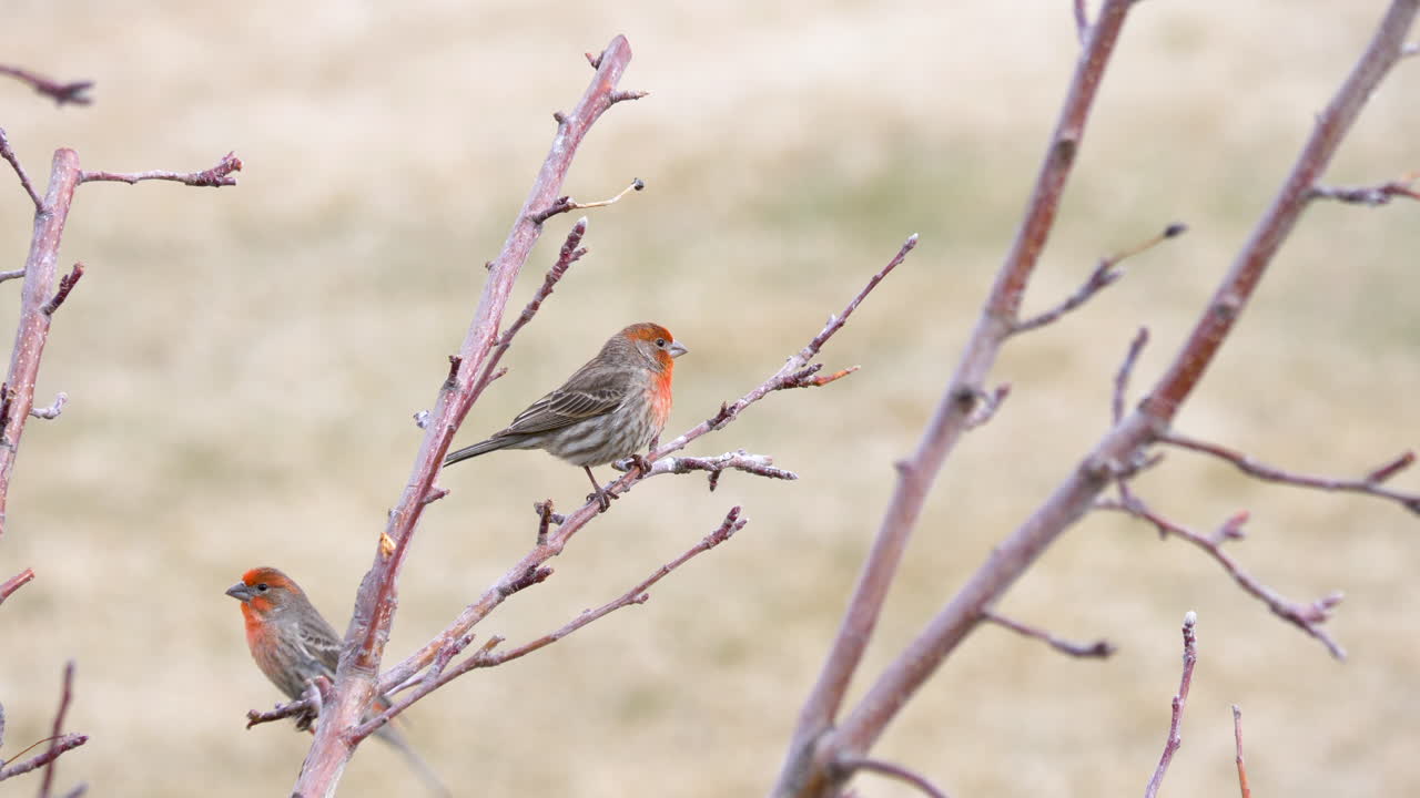 pinzones machos de colores brillantes juegan y cantan en una rama de árbol - estática