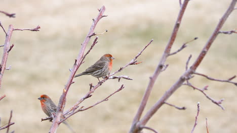 brilliantly-colored-male-house-finches-play-and-sing-on-a-tree-branch---static