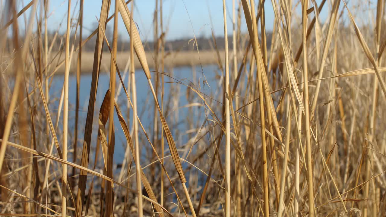Wippend im leichten Wind, ein dichtes Büschel trockener Schilfhalme bewegt sich am Sumpfrand und enthüllt einen Teich.
