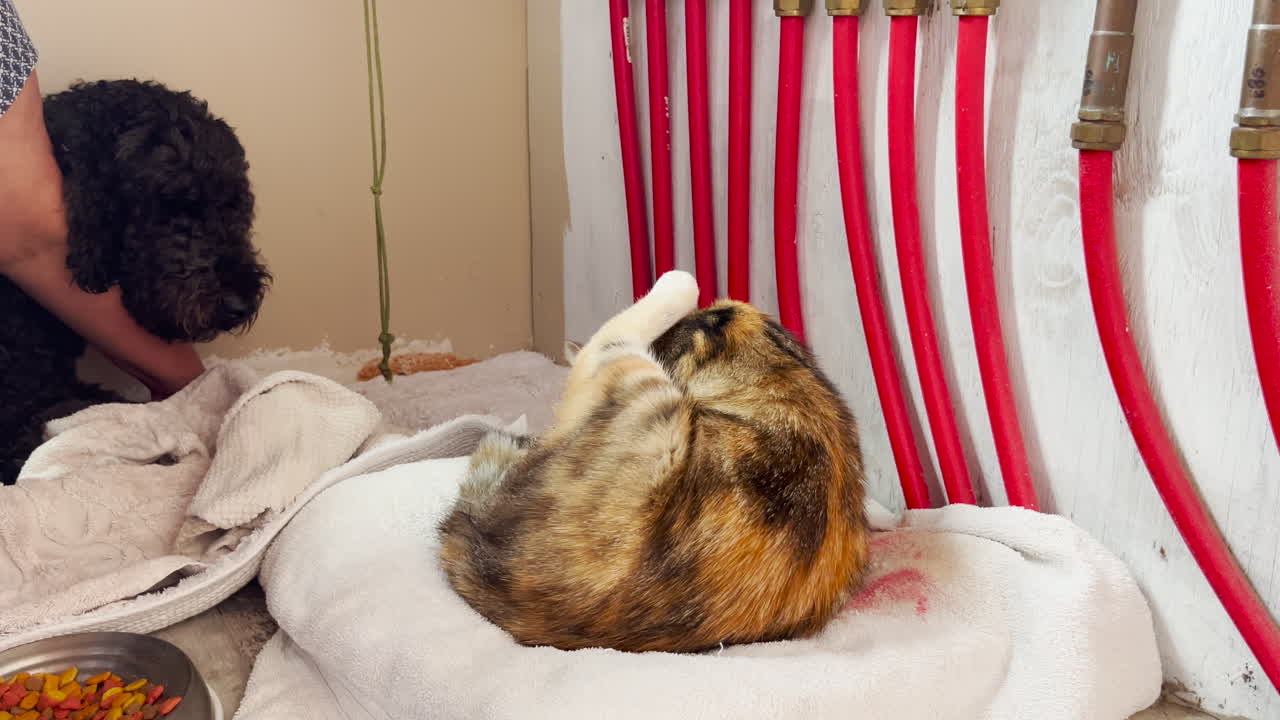검은 labradoodle 시계 고양이 노동, 실내 촬영