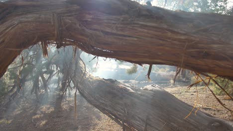 Toma-Pov-De-Algo-Escondido-Debajo-De-Un-árbol-Caído-Mientras-El-Humo-Del-Incendio-Forestal-Sopla-A-Través-Del-Desierto