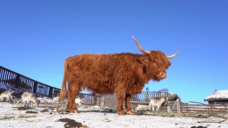 scottish highland cattle bull - low angle looking at side of bull with huge horns when turning head against camera in slow motion - beautiful winter day at farm with blue sky and goats in background