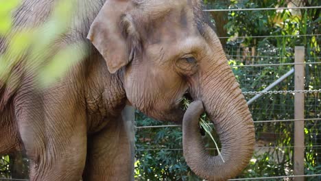 un elefante disfrutando de la comida en el zoológico de melbourne