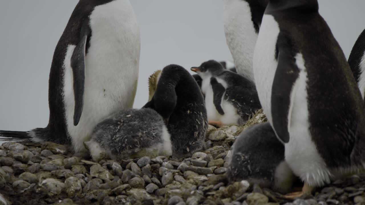 la madre pingüino está cuidando a sus polluelos en el nido, en primavera o verano
