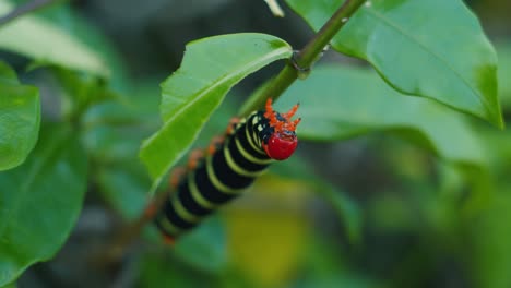 oruga de cabeza roja caribeña colgando de una ramita en granada