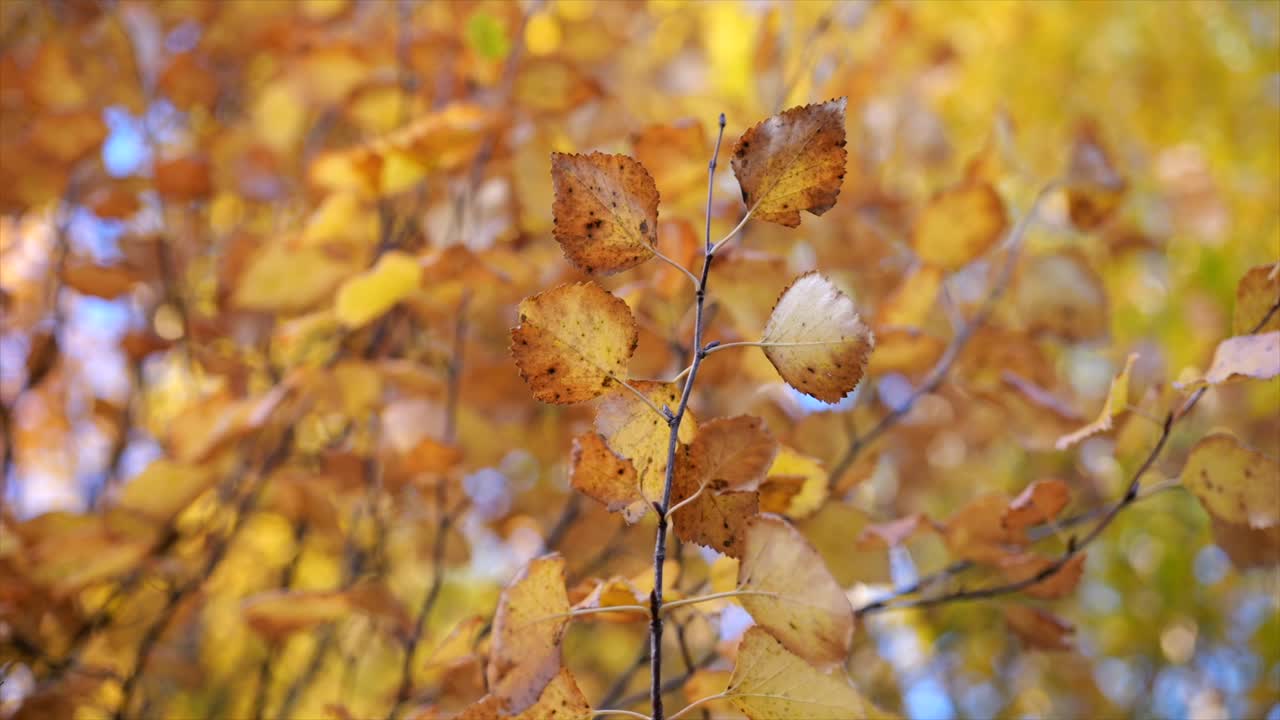 Jalavapuun hentoa oksaa, jossa värikkäitä syksyn lehtiä sumealla taustalla