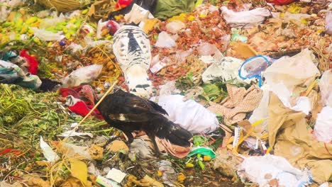 Two-turkeys-forage-for-food-on-a-landfill,-highlighting-the-impact-of-waste-and-overconsumption-on-wildlife