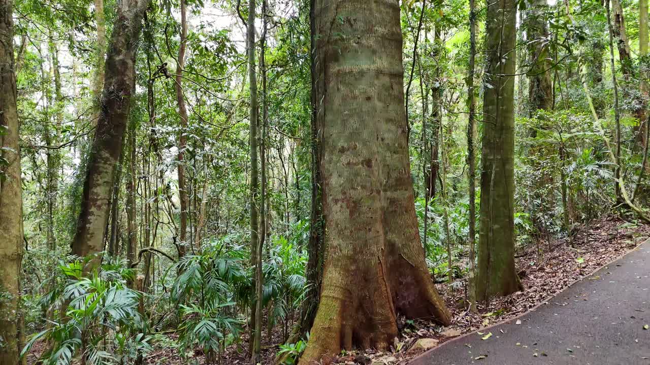 Lush forest canopy with towering trees and vibrant greenery in Dorrigo, NSW. Soft natural lighting creates a tranquil atmosphere