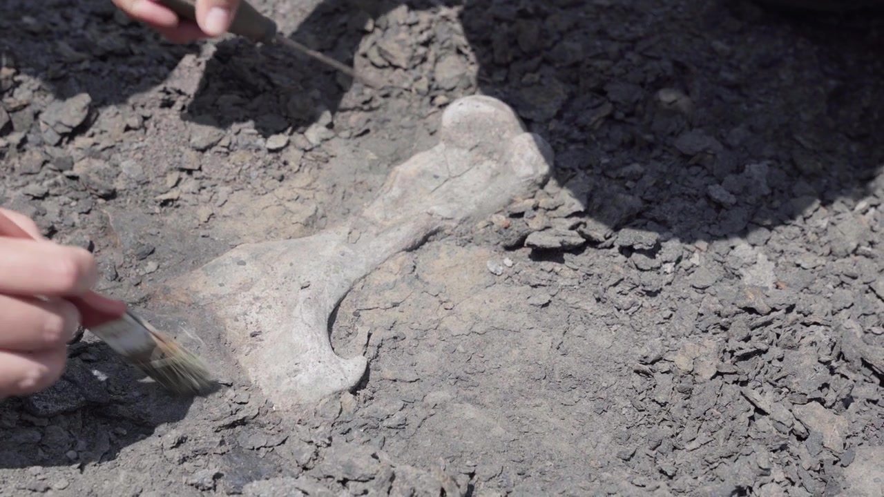 Top down close up of two paleontologists delicately excavating a giant sloth fossil using awls.