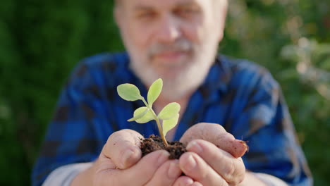 Elderly-man-holds-up-small-plant-with-green-leaves,-frontal-close-up