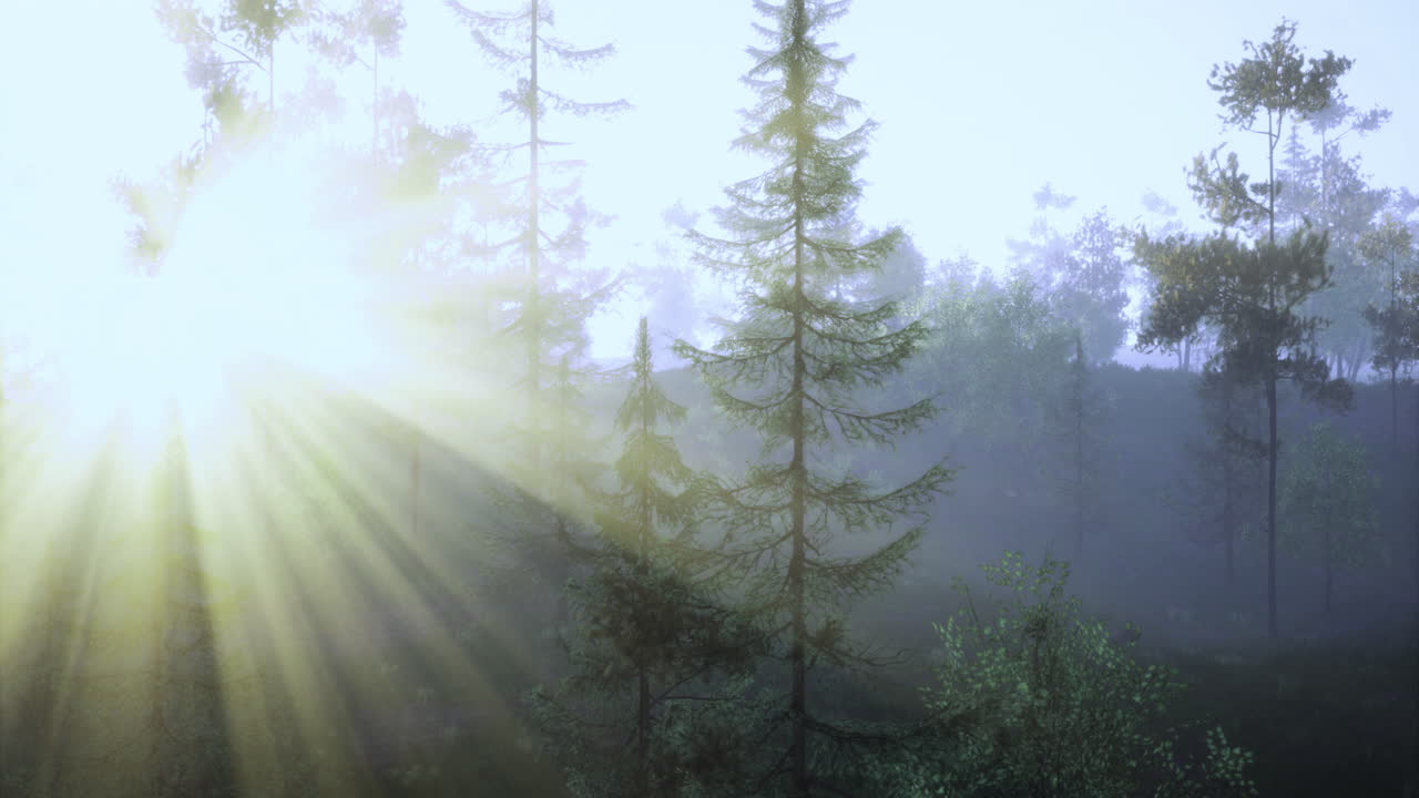 Morning sunlight filters through trees in a peaceful forest setting