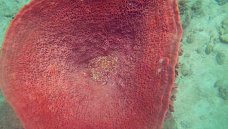 vista superior de una esponja de barril rojo bajo el mar azul brillante en las islas andamán - bajo el agua