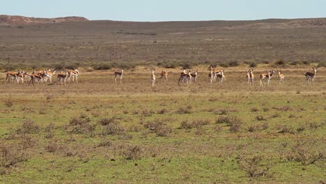 springbok walking in the plains