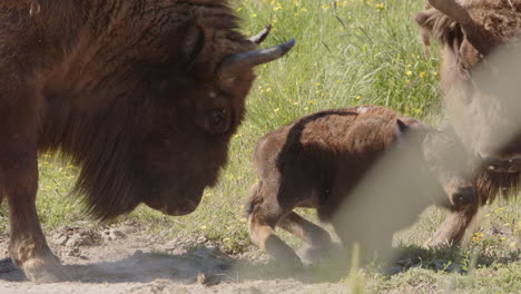 European-bison-calf-bumped-with-head-and-horns-by-aggressive-bull,-close-up