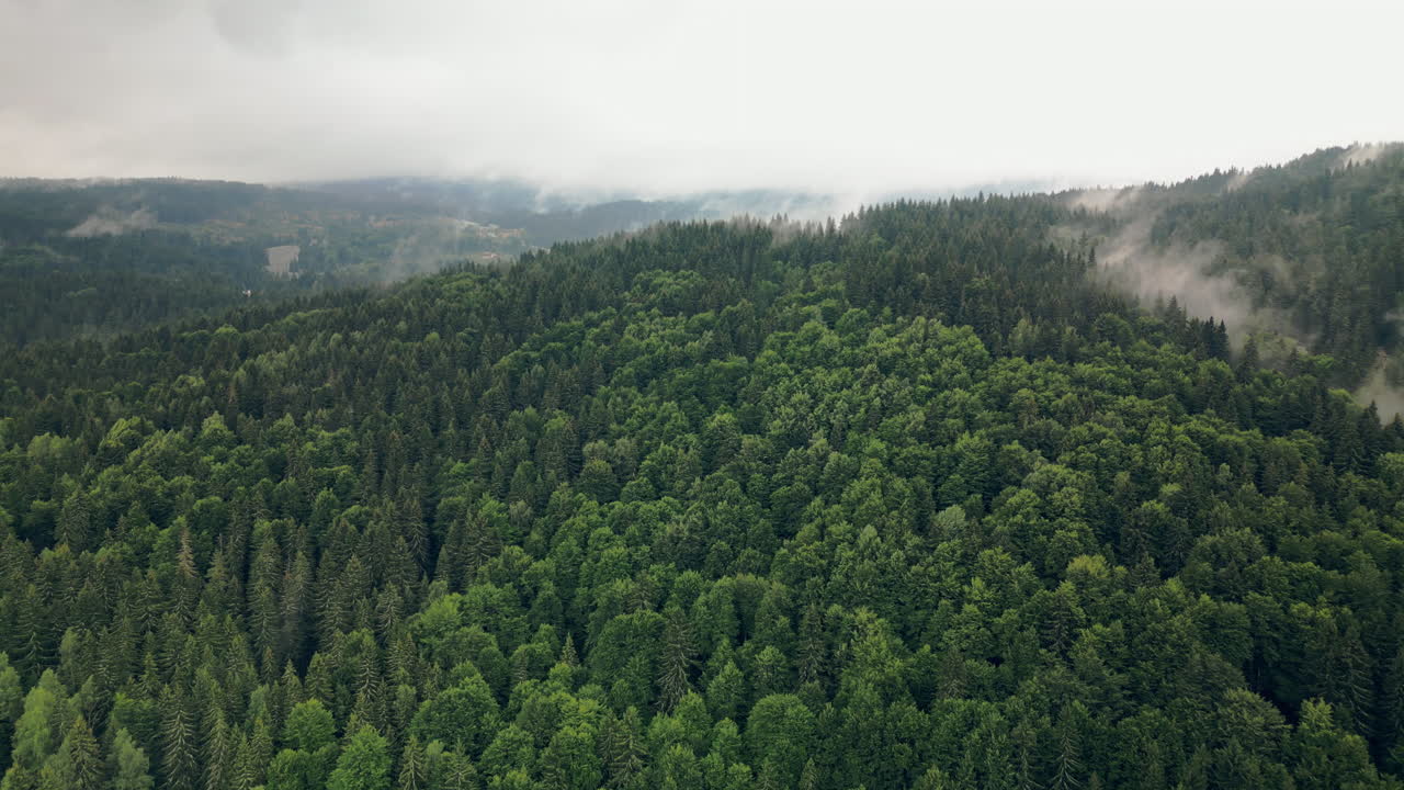 Aerial View above Forested Area With Trees and Columns of Fog in Vitosha Natural Park