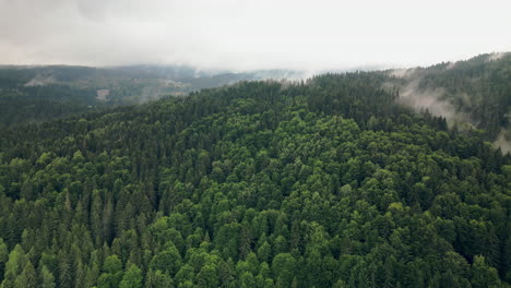 Aerial-View-above-Forested-Area-With-Trees-and-Columns-of-Fog-in-Vitosha-Natural-Park