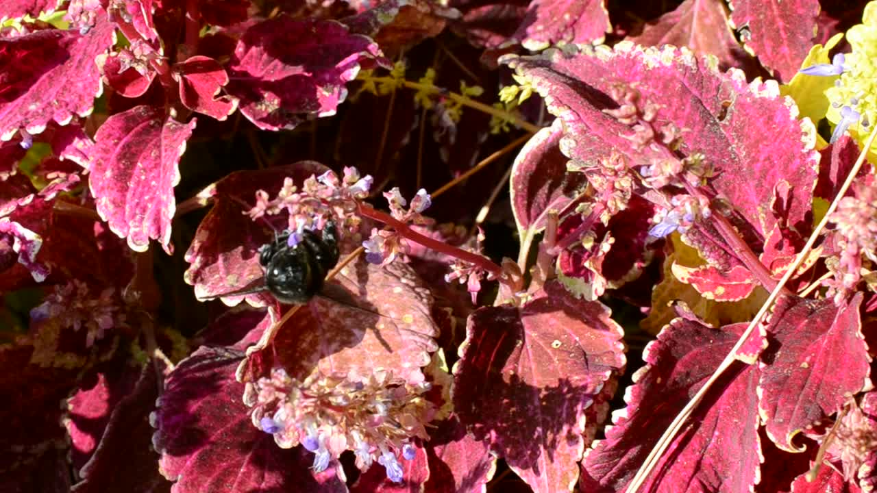 Fiori, bombo