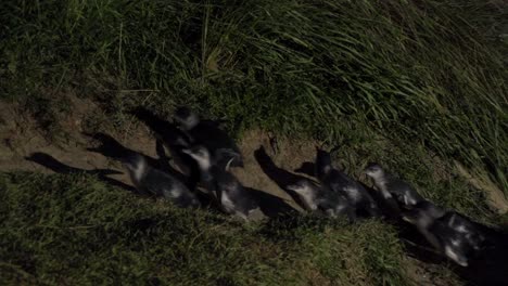 pinguinos azules caminando de noche