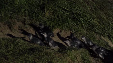 blue penguins walking at night