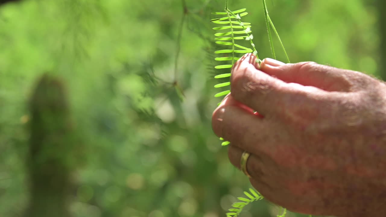 mano masculina tocando hojas verdes con cacto saguaro en un fondo borroso