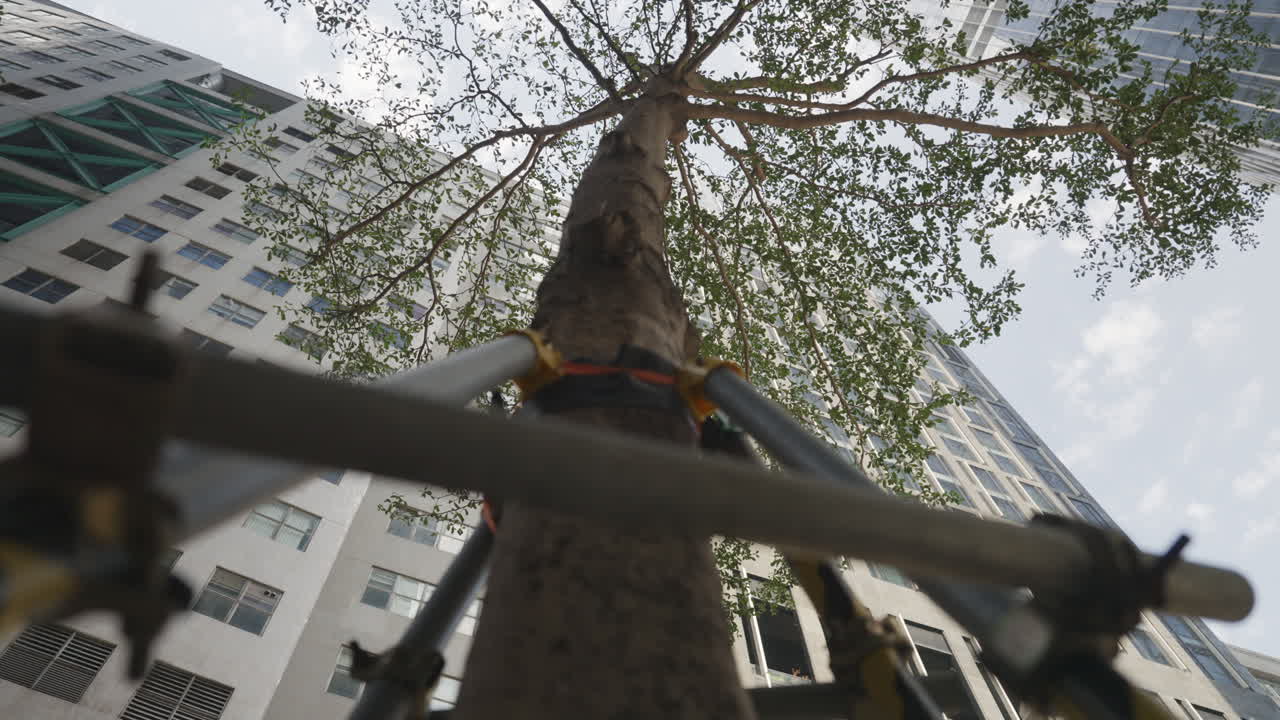 Stationary low-angle shot of beams supporting a tree near apartment building