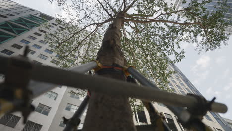 stationary low-angle shot of beams supporting a tree near apartment building