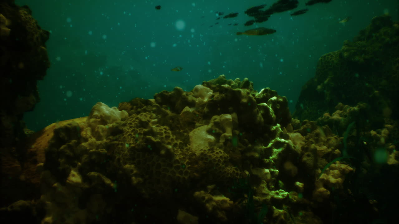 Coral reef explorations reveal vibrant marine life and underwater landscapes