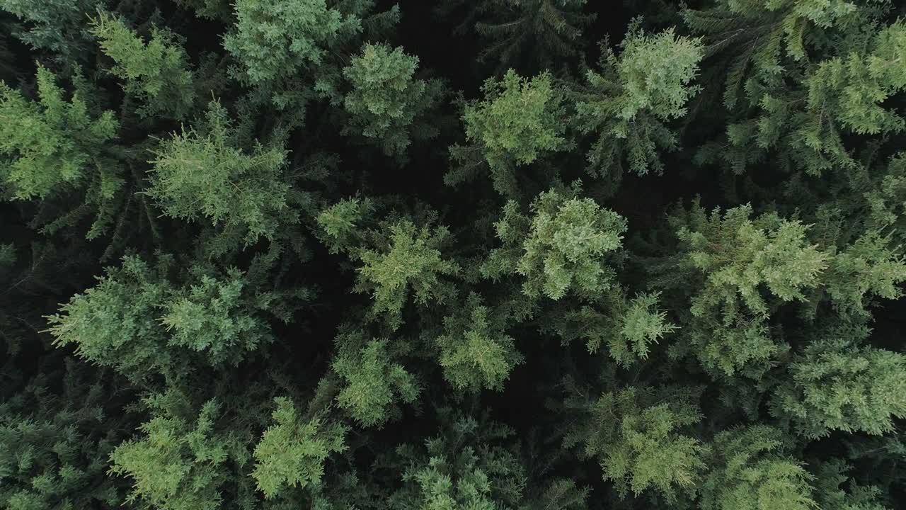 Pull-away top down drone shot of a spruce forest