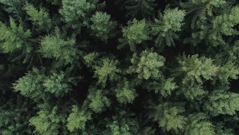 pull-away top down drone shot of a spruce forest