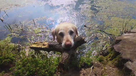 cute-golden-Labrador-dog-fetches-branch-out-of-lake
