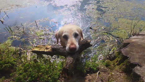 der süße goldene labrador-hund holt einen ast aus dem see