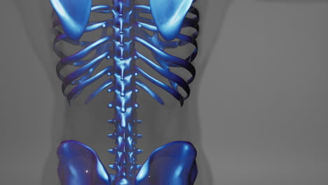 3d rendered medical animation of a human bones