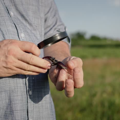 Researcher-looks-at-large-deer-beetle-through-a-magnifying-glass-1