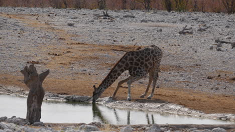 Giraffe,-Die-Von-Der-Wasserstelle-Trinkt