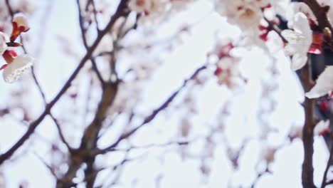 close up shot of a blooming apricot branch, slow motion