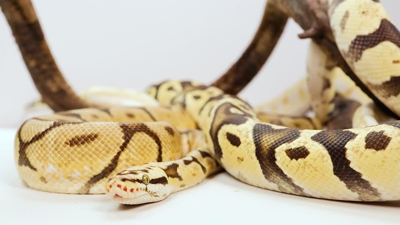 A corn snake rests coiled on a branch, showcasing its distinctive pattern in a well-lit environment