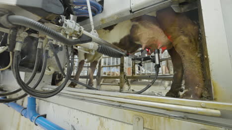 mechanical milking machine successfully attaches milking claw to udder